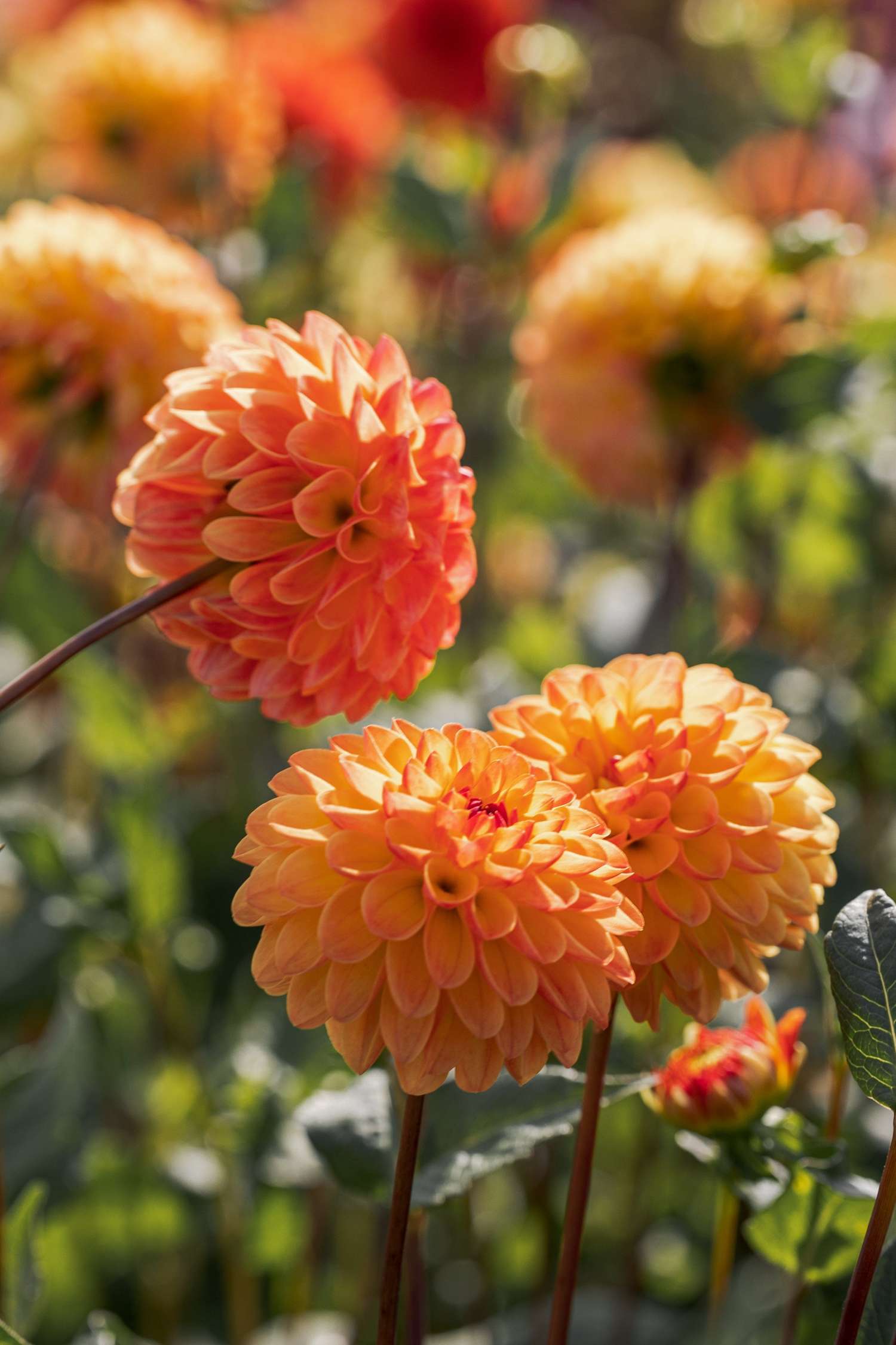 Daalia 'Jowey Chantal'